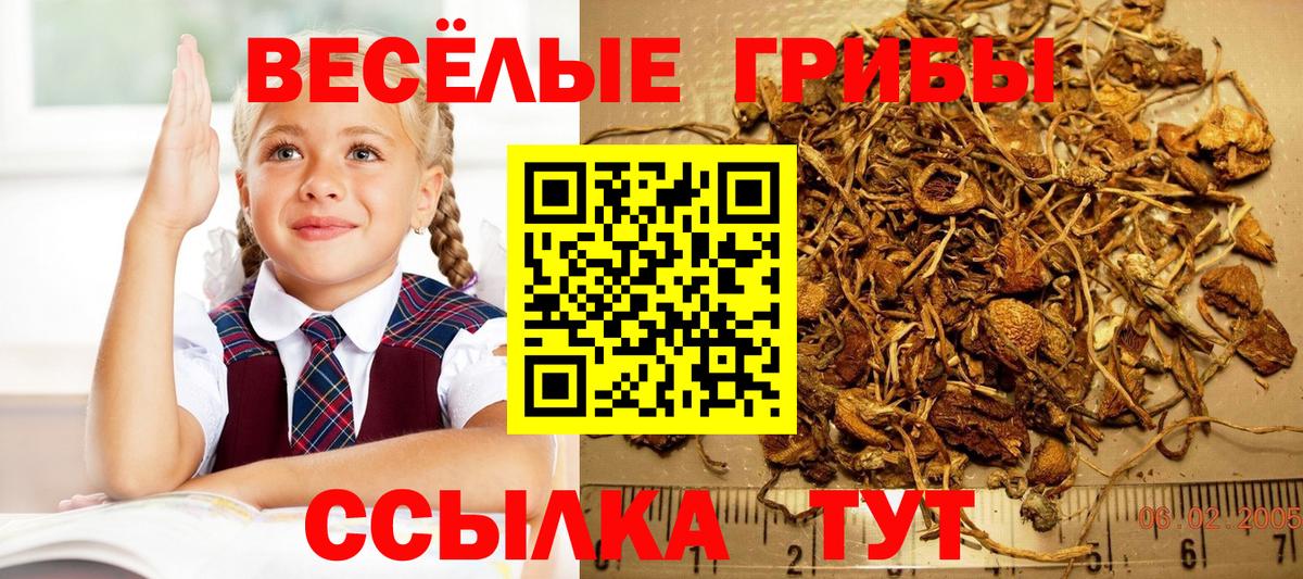 Псилоцибиновые грибы GOLDEN TEACHER  Вход с VPN  Жуковский 
